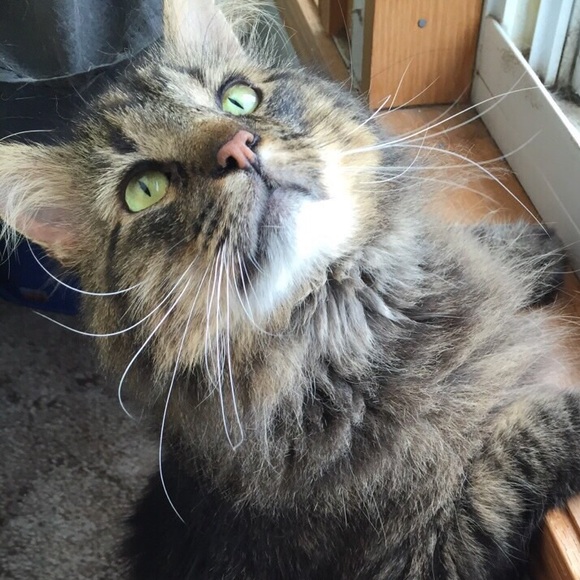 Posher Kim - Picture 2 of 3